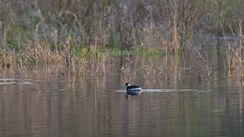Black-necked Grebe Diving in Lake in Wild Nature Slow Motion Stockbeeldmateriaal 344863579