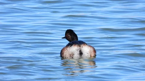 Black-necked grebe, eared grebe, Podiceps nigricollis, Spain Stock Footage 234459481