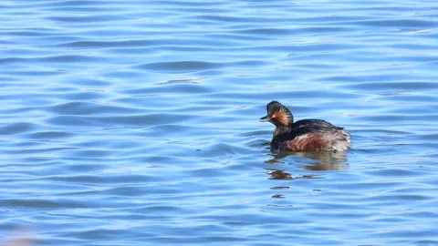 Black-necked grebe, eared grebe, Podiceps nigricollis, Spain Stock Footage 234459485