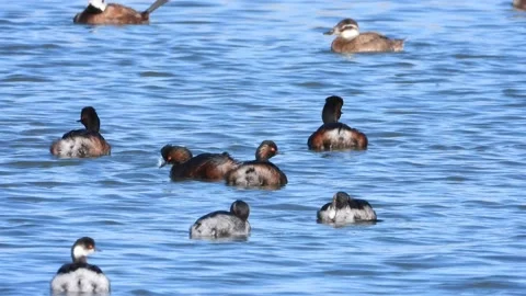 Black-necked grebe, eared grebe, Podiceps nigricollis, Spain Stock Footage 234459495