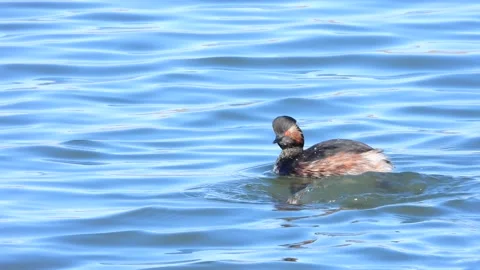 Black-necked grebe, eared grebe, Podiceps nigricollis, Spain Stock Footage 234459503