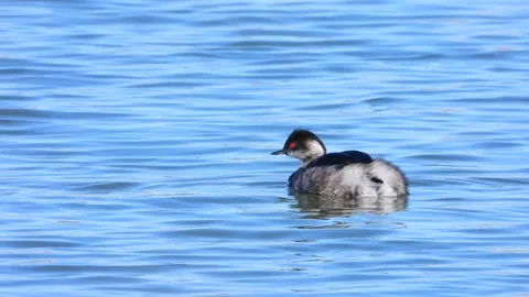 Black-necked grebe, eared grebe, Podiceps nigricollis, Spain Stock Footage 234459509