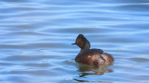 Black-necked grebe, eared grebe, Podiceps nigricollis, Spain Stock Footage 234459514