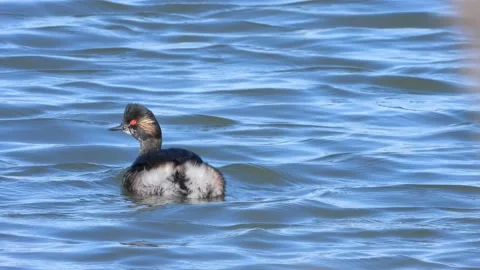Black-necked grebe, eared grebe, Podiceps nigricollis, Spain Stock Footage 234459531