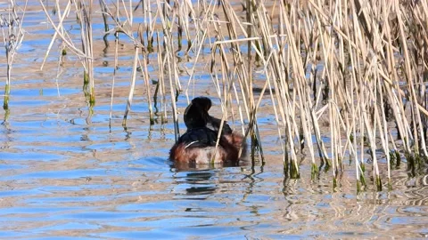Black-necked grebe, eared grebe, Podiceps nigricollis, Spain Stock Footage 234459594