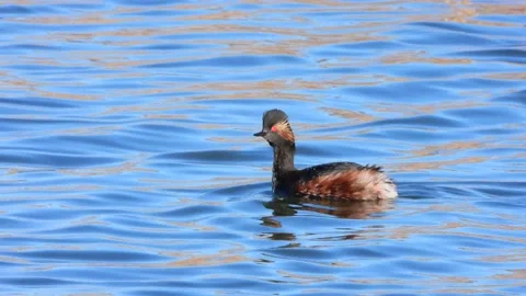 Black-necked grebe, eared grebe, Podiceps nigricollis, Spain Stock Footage 234459632