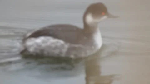 Black-necked grebe, eared grebe, Podiceps nigricollis, Spain Stock Footage 234459637