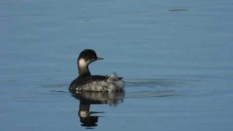 Black-necked grebe, eared grebe, Podiceps nigricollis, Spain Stock Footage 234459663