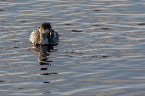 Black-necked Grebe Stock Photos