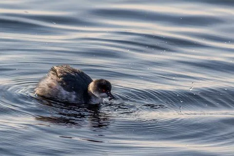 Black-necked Grebe Stock Photos