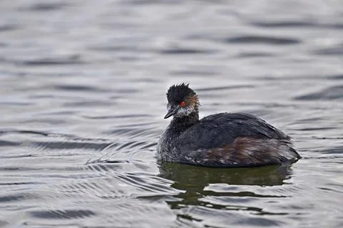 Black-necked Grebe Portrait Stock Photos