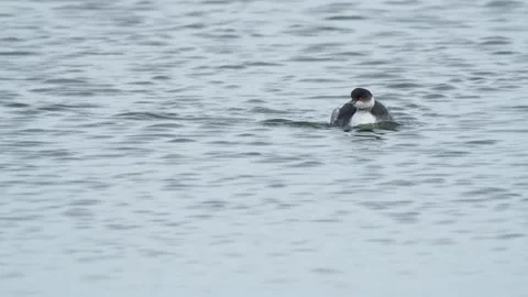 Black-necked grebe, Spain Stock Footage 234459591
