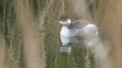Black-necked grebe in winter plumage, Spain Stock Footage 234459623