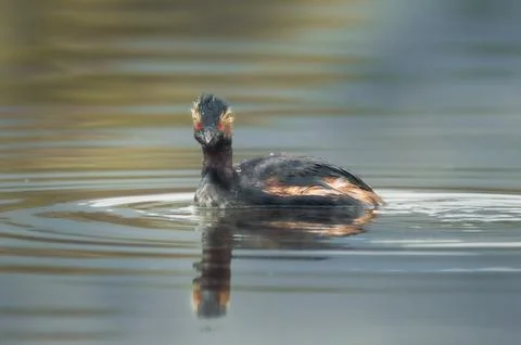 Black-necked or Eared Grebe in Tijuana on Overcast Spring Day. Close-up portrait Stock Photos