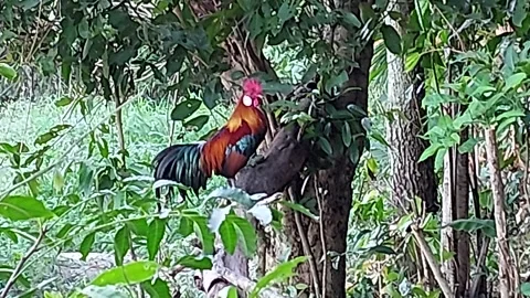 A black-necked red rooster is crowing Stockbeeldmateriaal 260873645