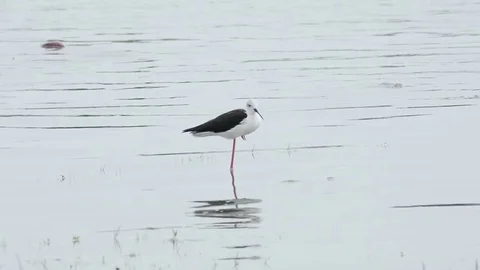 Black necked slits Stock Footage 70353794