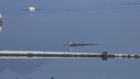 Black-necked stage foraging in the water Stock Footage 157760847
