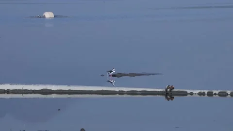 Black-necked stage foraging in the water Stock Footage 157760883
