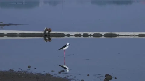 Black-necked stage foraging in the water Stock Footage 157760947