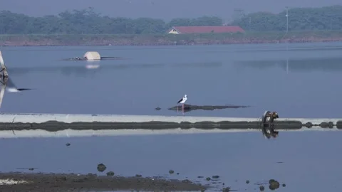 Black-necked stage foraging in the water Stock Footage 157760962