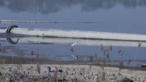 Black-necked stage foraging in the water Stock Footage 157761065