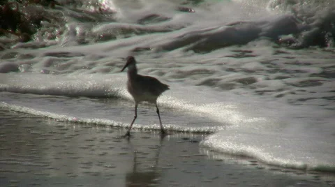 Black-necked Stilt casually walks on sunny beach (High Definition) Stock Footage 358892