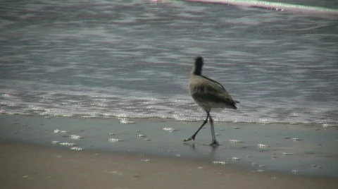 Black-necked Stilt casually walks on sunny beach (High Definition) Stock Footage 358901
