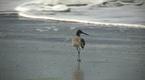Black-necked Stilt casually walks on sunny beach (High Definition) Stock Footage 366848