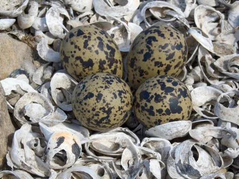 Black necked stilt eggs Stock Photos