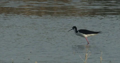 Black-necked stilt flies to left from lake, extreme slomo, 4k Stock Footage 244427389