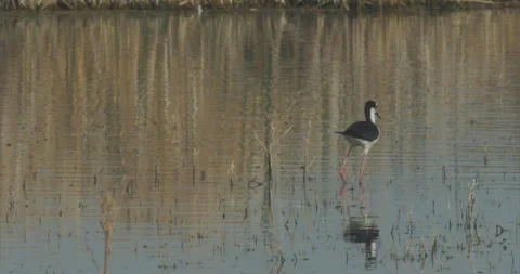 Black-necked stilt flies off to right, extreme slomo, 4k Stock Footage 244427565