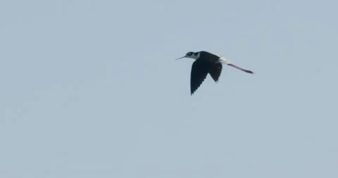 Black-necked stilt in flight in exteme slow motion, 4k Stock Footage 244426802
