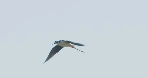 Black-necked stilt in flight to left, legs extended, slomo, 4k Stock Footage 244426743