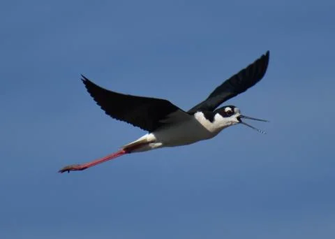 A black-necked stilt in flight Stock Photos