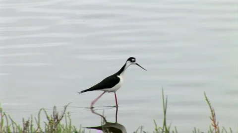 Black-necked Stilt Video stock 935266