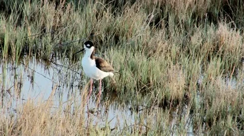 Black-necked Stilt Stock Footage 11498367