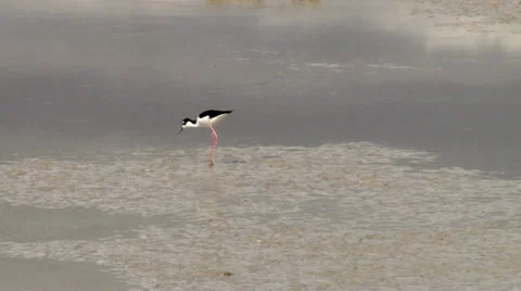 Black-necked Stilt Stock Footage 37204381