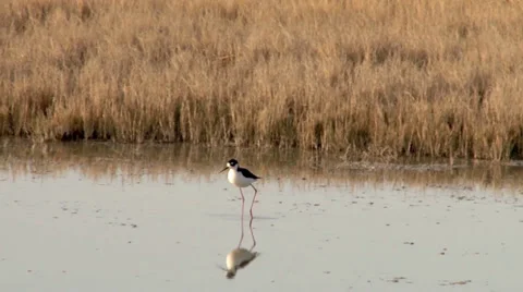 Black-necked Stilt Stock Footage 37442337