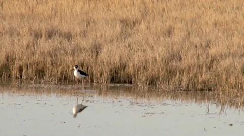 Black-necked Stilt Stock Footage 37442343
