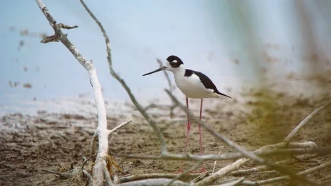Black-necked Stilt Stock-Footage 75507205