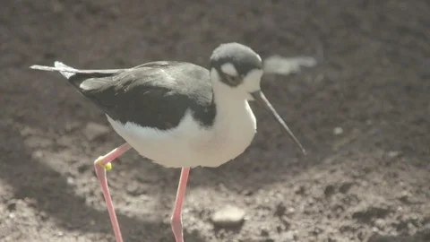 Black-Necked Stilt Stock Footage 86663835