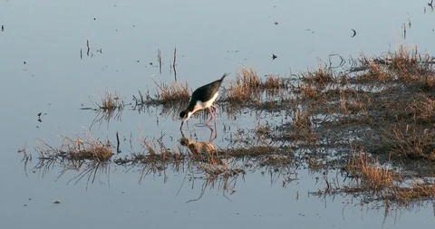 Black-necked Stilt Stock Footage 106144549