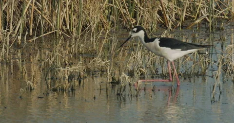 Black-necked stilt  foraging for insects, slomo, 4k Stock Footage 244427458