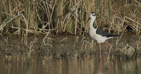 Black-necked stilt foraging at lakeside, slomo, 4k Stock Footage 244427376
