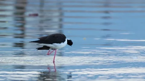 Black Necked Stilt head scratch in shallow water Stock Footage 308065141