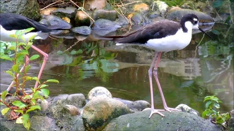 A black necked stilt looking around the waterside Stock Footage 88488362