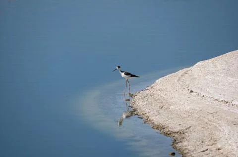 Black-necked stilt Stock Photos