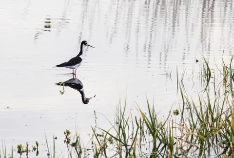 Black Necked Stilt Stock Photos