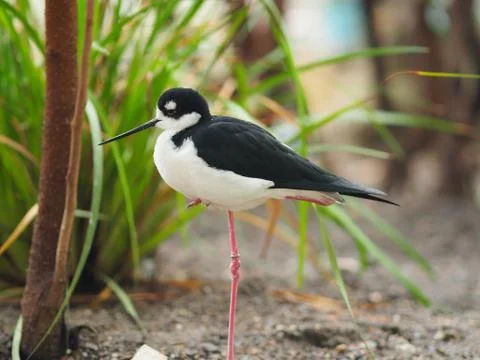 Black-necked stilt. Stock Photos