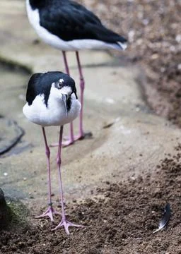 Black-Necked Stilt Stock Photos